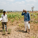 Rain Deficit Raises Concern Among Haveri Farmers