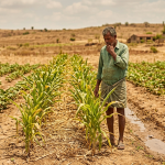 Monsoon Weakening Raises Concern for Haveri Agriculture